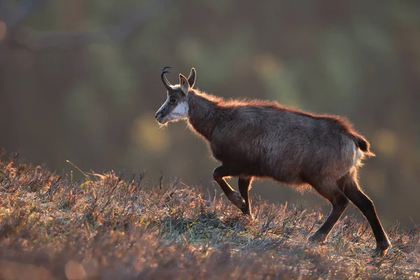 Chamois Rupicapra Rupicapra Vosges Mountains France — 스톡 사진