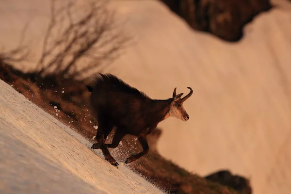 Chamois Rupicapra Rupicapra Vogesen Berge Frankreich — Stockfoto