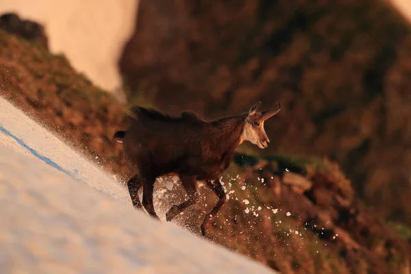 Chamois Rupicapra Rupicapra Vosges Mountains França — Fotografia de Stock