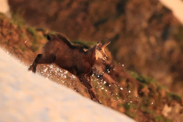 Chamois Rupicapra Rupicapra Vosges Mountains Γαλλία — Φωτογραφία Αρχείου