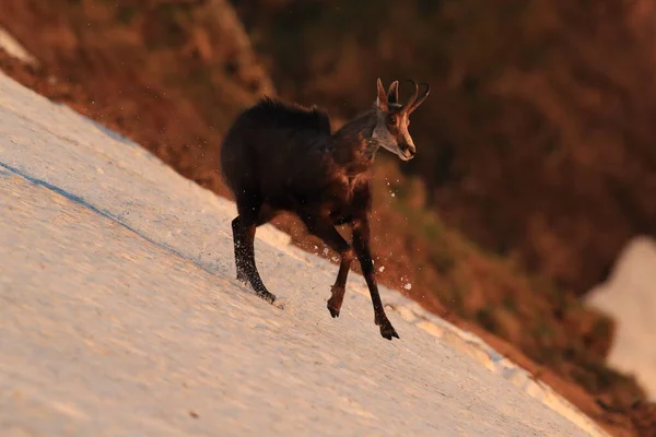 Chamois Rupicapra Rupicapra Vogesen Berge Frankreich — Stockfoto