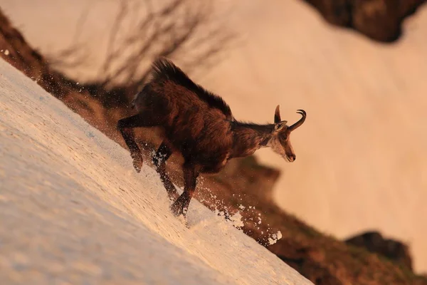 Chamois Rupicapra Rupicapra Vogesen Berge Frankreich — Stockfoto