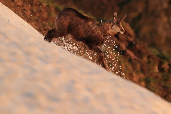 Chamois Rupicapra Rupicapra Vosges Mountains France — 图库照片