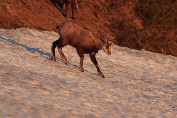 Chamois Rupicapra Rupicapra Vosges Mountains France — 图库照片