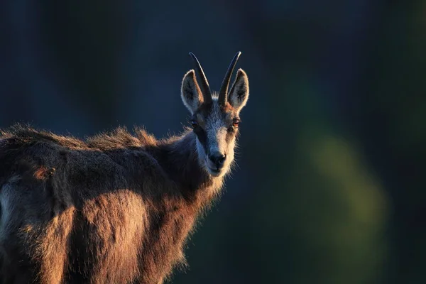 Chamois Rupicapra Rupicapra Vosges Mountains France — 스톡 사진