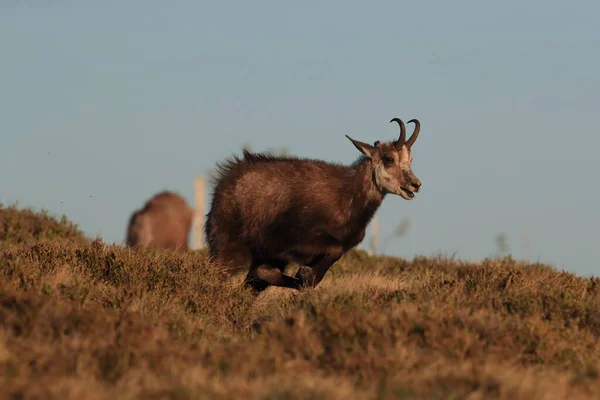 Chamois Rupicapra Rupicapra Vosges Mountains France — Stock Photo, Image