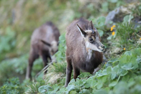 Chamois Rupicapra Rupicapra Vogesen Berge Frankreich — Stockfoto