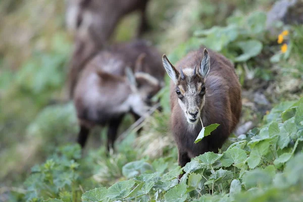 Chamois Rupicapra Rupicapra Vosges Dağları Fransa — Stok fotoğraf