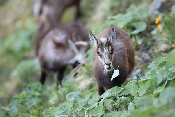 Chamois Rupicapra Rupicapra Vosgos Montañas Francia — Foto de Stock