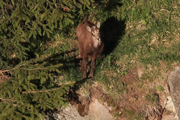 Chamois Rupicapra Rupicapra Vosgos Montañas Francia —  Fotos de Stock