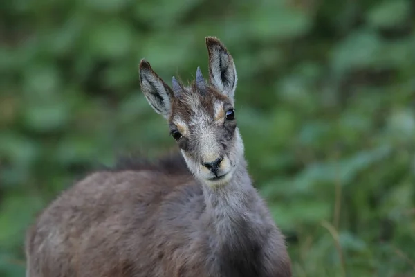 Chamois Rupicapra Rupicapra Vosges Mountains France — 스톡 사진