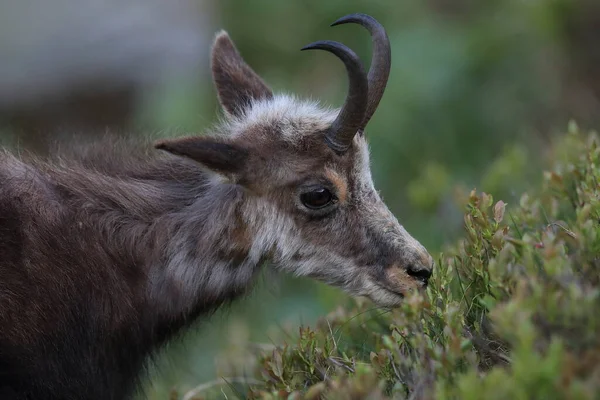 Chamois Rupicapra Rupicapra Vogezen Frankrijk — Stockfoto