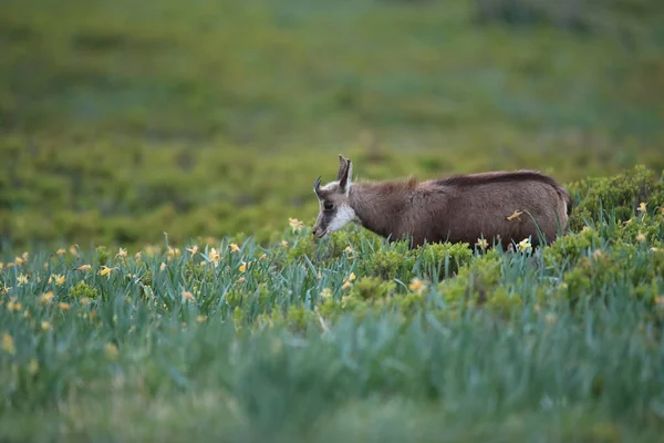 Chamois Rupicapra Rupicapra Vosges Mountains France — Stock Photo, Image