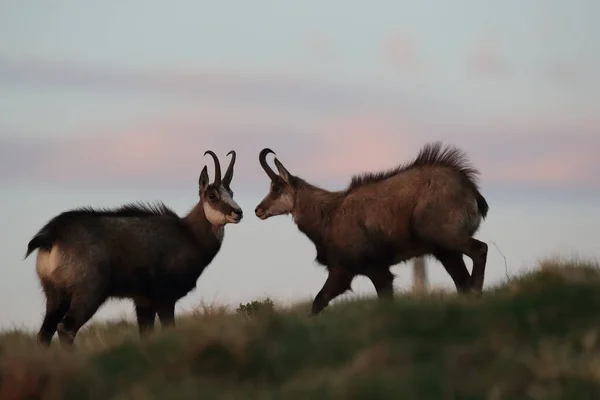 Chamois Rupicapra Rupicapra Vosges Mountains France — 图库照片