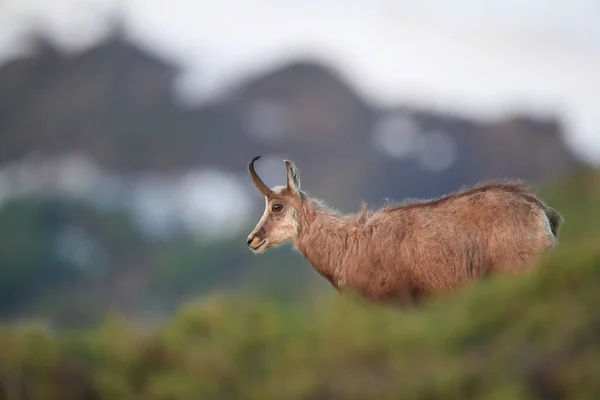 Chamois Rupicapra Rupicapra Montagnes Vosges France — Photo