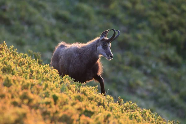 Chamois Rupicapra Rupicapra Vosges Mountains France — 스톡 사진