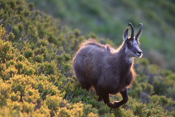 Chamois Rupicapra Rupicapra Vosges Mountains France — 스톡 사진