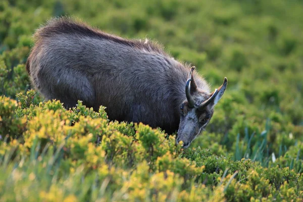 Chamois Rupicapra Rupicapra Vosges Mountains France — Stock Photo, Image