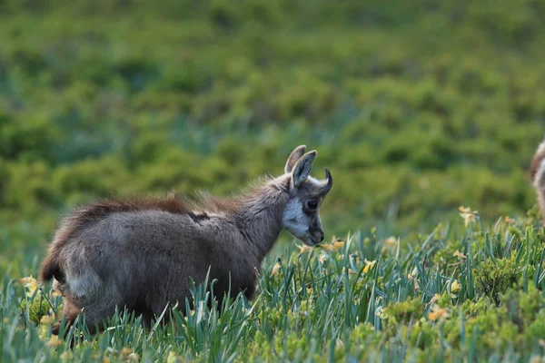 Chamois Rupicapra Rupicapra Vosges Mountains France — 图库照片