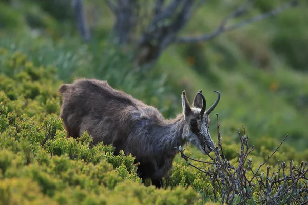 Chamois Rupicapra Rupicapra Vosges Mountains France — Stock Photo, Image