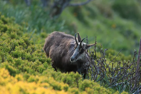 Chamois Rupicapra Rupicapra Vosges Mountains France — стокове фото