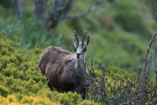 Chamois Rupicapra Rupicapra Vosges Mountains France — стокове фото