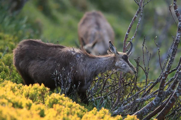 Chamois Rupicapra Rupicapra Vosges Mountains France — 图库照片