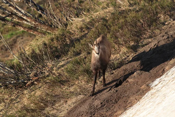 Chamois Rupicapra Rupicapra Vogesen Berge Frankreich — Stockfoto