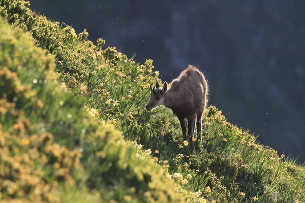 Chamois Rupicapra Rupicapra Vosgos Montañas Francia — Foto de Stock