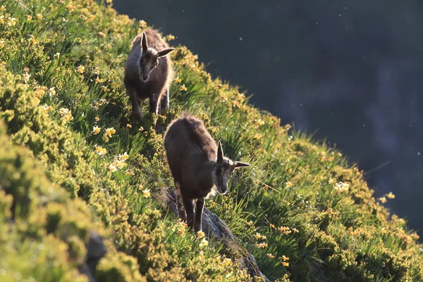 Chamois Rupicapra Rupicapra Vosgos Montañas Francia — Foto de Stock