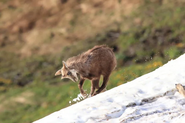 Jóvenes Gamuzas Rupicapra Rupicapra Jugando Nieve Montañas Vosgos Francia —  Fotos de Stock