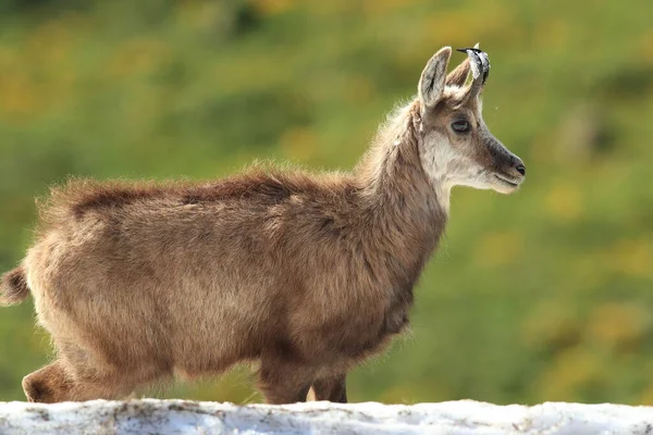 Chamois Rupicapra Rupicapra Vosges Mountains France — Stock Photo, Image