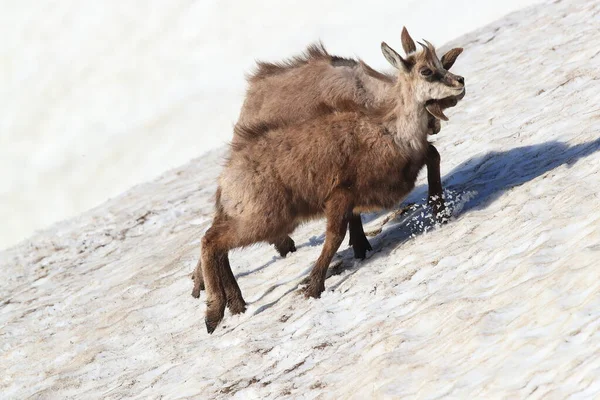 Jóvenes Gamuzas Rupicapra Rupicapra Jugando Nieve Montañas Vosgos Francia — Foto de Stock