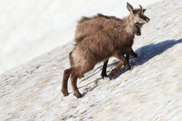 Junge Gämsen Rupicapra Rupicapra Spielen Schnee Vogesen Frankreich — Stockfoto