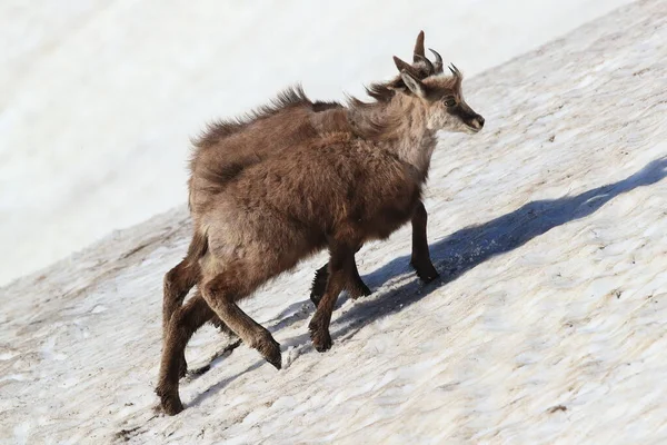 Young Chamois Rupicapra Rupicapra Playing Snow Vosges Mountains France — Stock Photo, Image