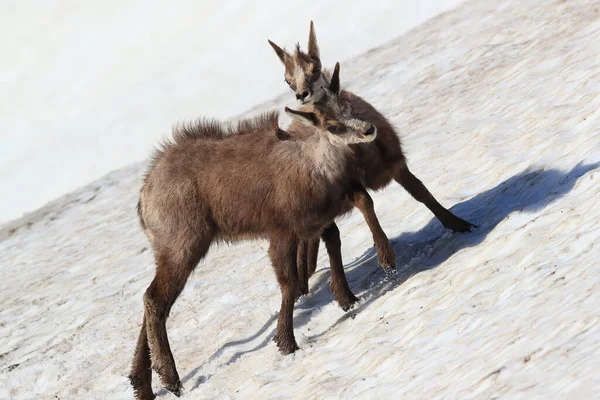 Jóvenes Gamuzas Rupicapra Rupicapra Jugando Nieve Montañas Vosgos Francia — Foto de Stock