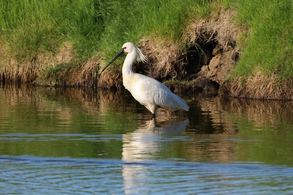 Eurasischer Oder Gemeiner Löffler Der Natur Insel Texel Holland — Stockfoto