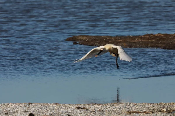 Avrasya Hollanda Daki Texel Adası Nda Yaygın Kaşık Gagası — Stok fotoğraf