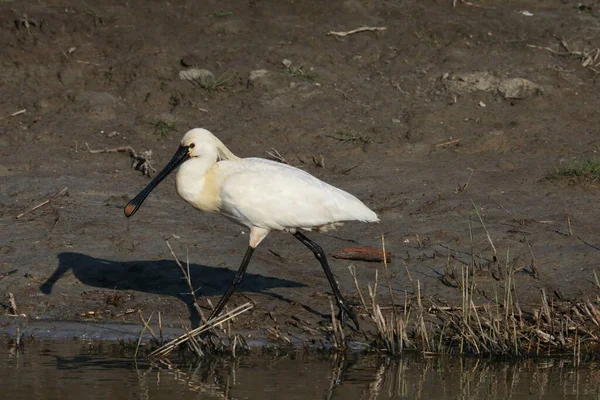 Colher Eurasiática Comum Natureza Island Texel Holland — Fotografia de Stock