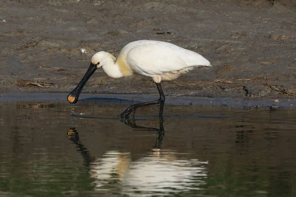 Eurasischer Oder Gemeiner Löffler Der Natur Insel Texel Holland — Stockfoto