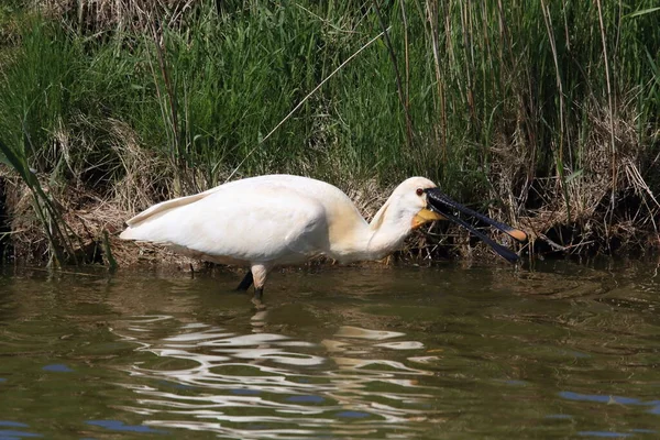 Eurasischer Oder Gemeiner Löffler Der Natur Insel Texel Holland — Stockfoto