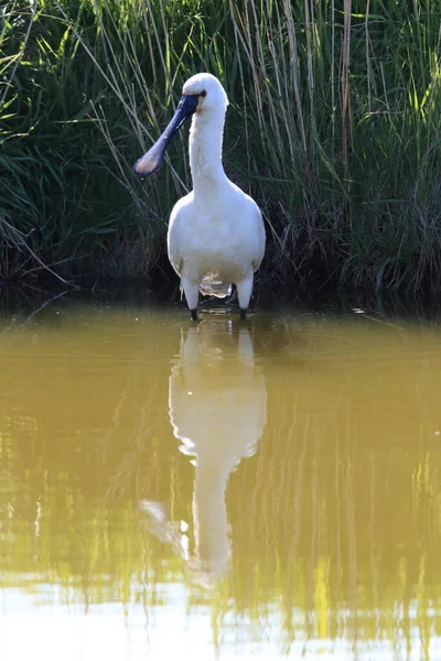 Eurasiatisk Eller Vanlig Skednäbb Naturen Island Texel Holland — Stockfoto