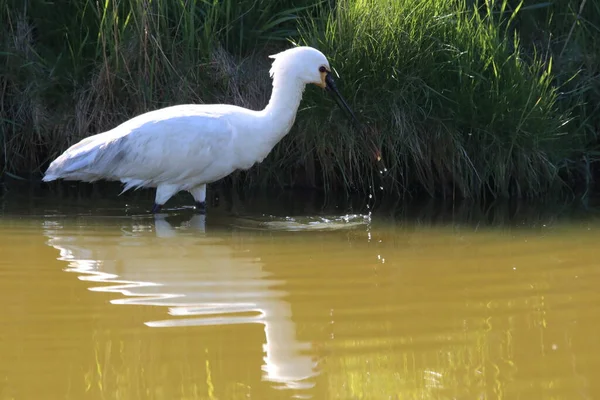 Eurasischer Oder Gemeiner Löffler Der Natur Insel Texel Holland — Stockfoto