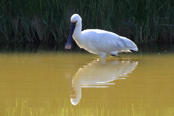 Colher Eurasiática Comum Natureza Island Texel Holland — Fotografia de Stock