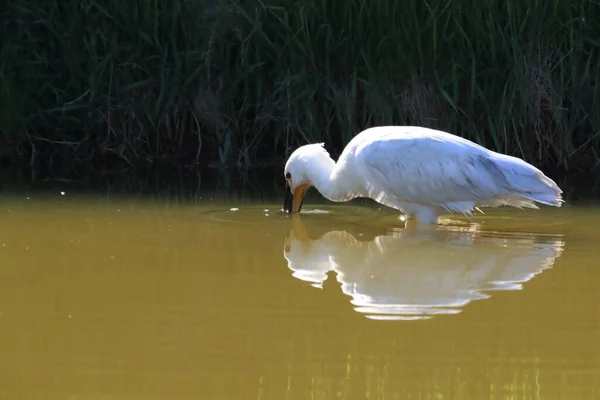 Eurasischer Oder Gemeiner Löffler Der Natur Insel Texel Holland — Stockfoto