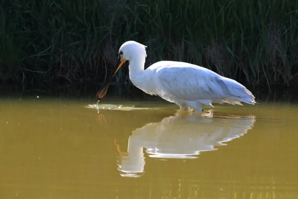 Eurasischer Oder Gemeiner Löffler Der Natur Insel Texel Holland — Stockfoto