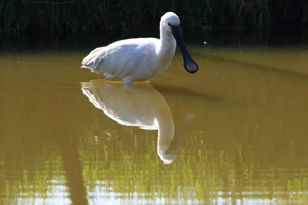 Eurasischer Oder Gemeiner Löffler Der Natur Insel Texel Holland — Stockfoto