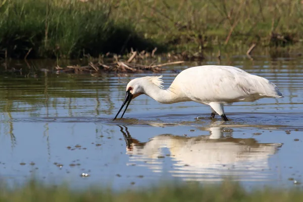 Eurasischer Oder Gemeiner Löffler Der Natur Insel Texel Holland — Stockfoto