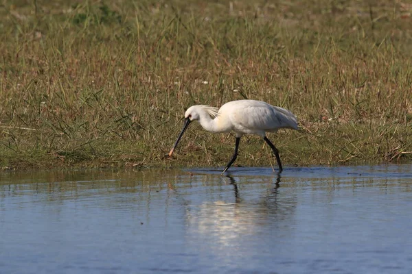 Eurasischer Oder Gemeiner Löffler Der Natur Insel Texel Holland — Stockfoto