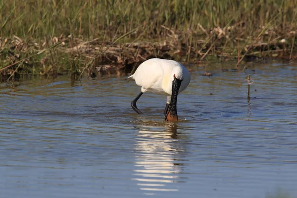 Eurasischer Oder Gemeiner Löffler Der Natur Insel Texel Holland — Stockfoto